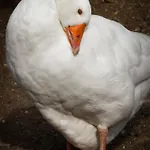 'op De Kleijne Hei' *