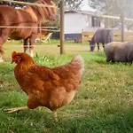 Bed & Breakfast 'op De Kleijne Hei'