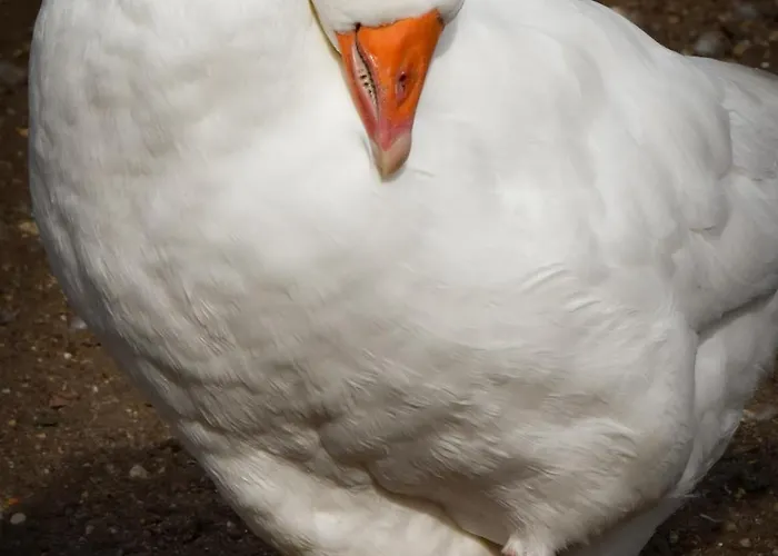 'op De Kleijne Hei' *