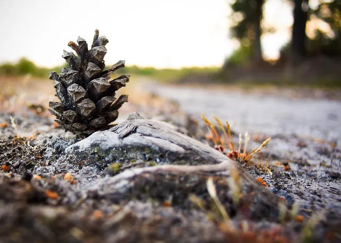 'op De Kleijne Hei' * Well (Limburg)
