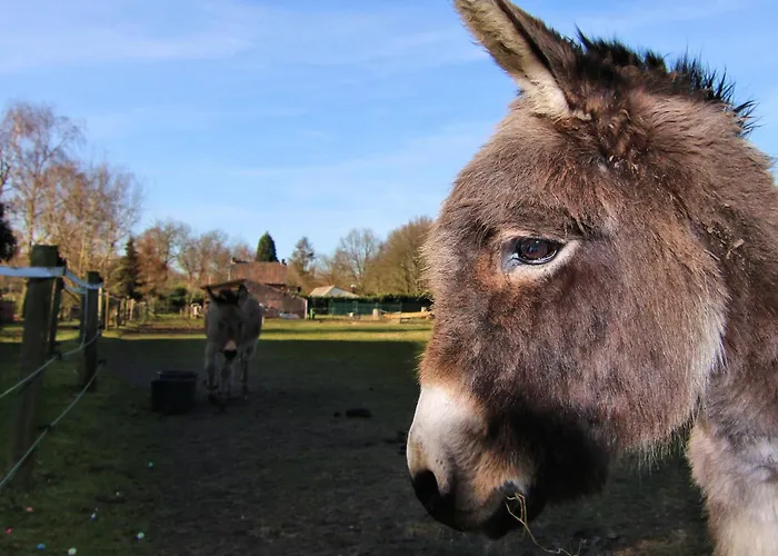 'op De Kleijne Hei' *