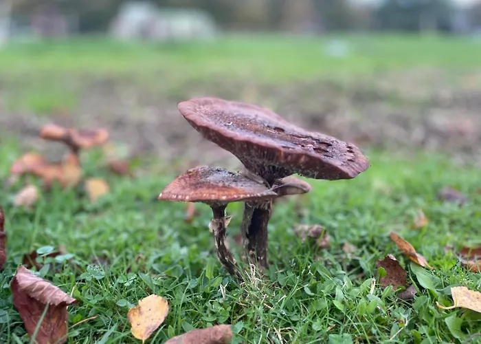 'op De Kleijne Hei' *