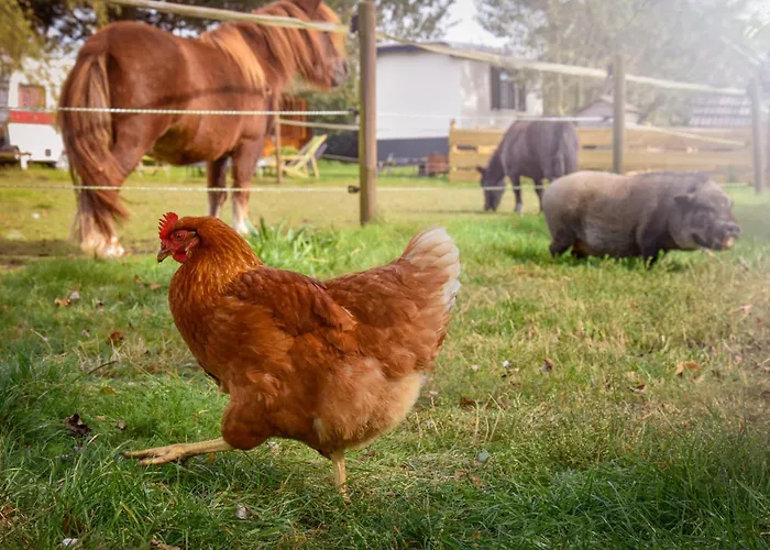 Bed and breakfast 'op De Kleijne Hei'
