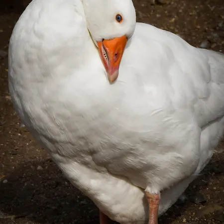 'op De Kleijne Hei' *