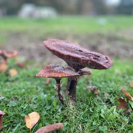 'op De Kleijne Hei' *